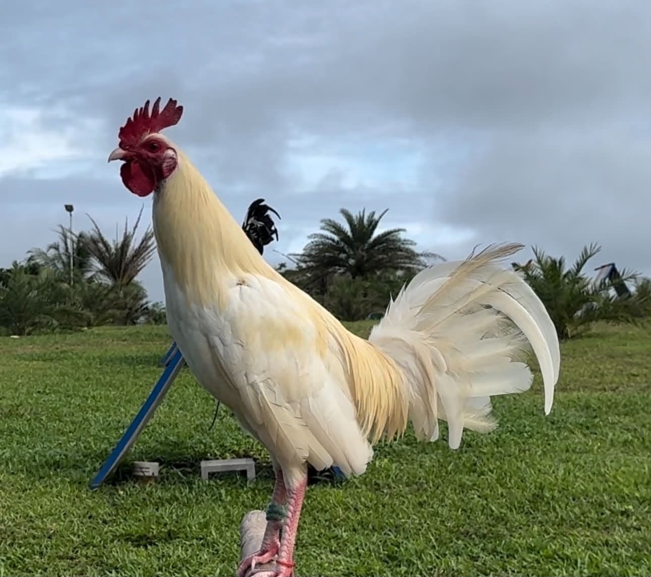 GameFowl