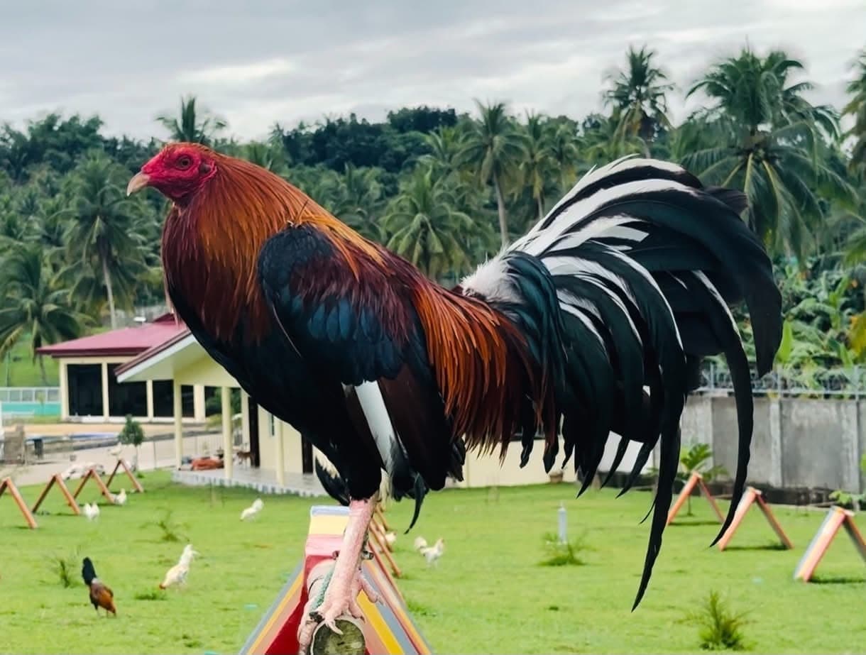 Gamefowl rooster in full display at MNE GAMEFARM